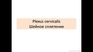 Plexus cervicalis. Шейное сплетение