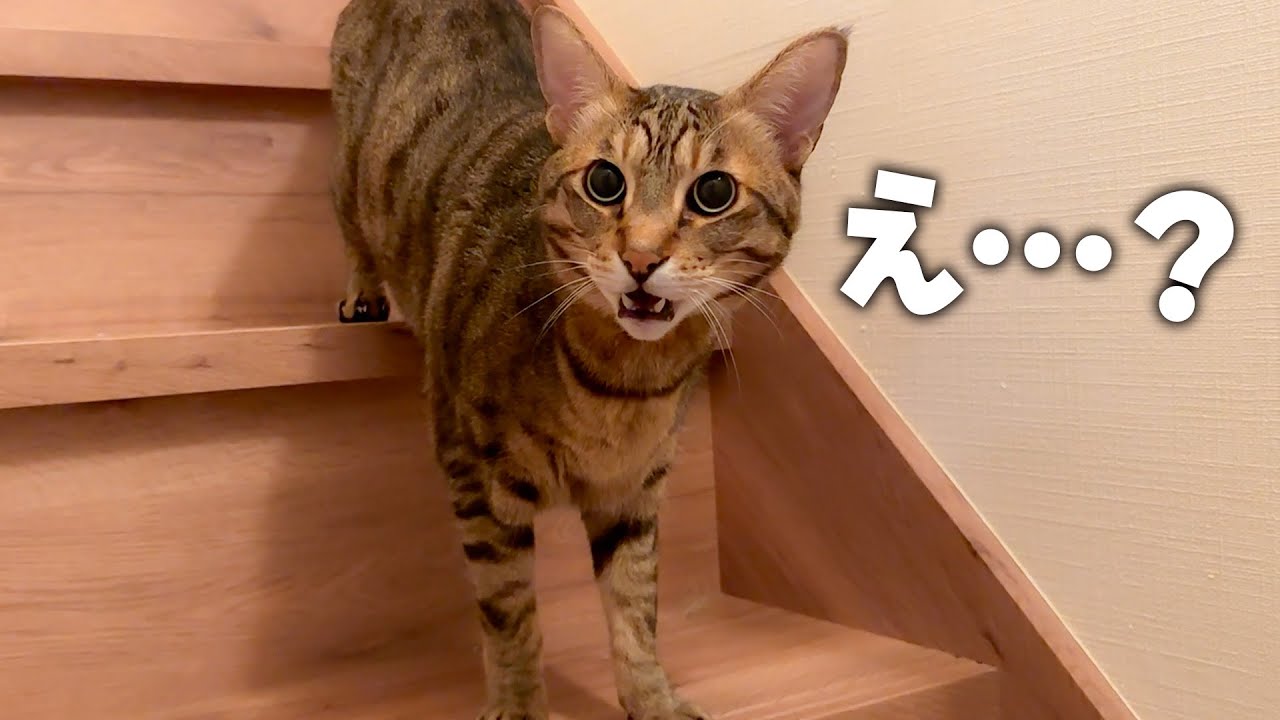A cat reunited with its beloved owner after three days it was