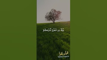 الله نور السموات والأرض #سورة_النور #القرآن_الكريم#احمد_العجمي#اكسبلور#راحة_نفسية #لايك #تلاوة_خاشعة