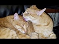 The Daily Kitten, 4/30: Sweet Grooming Session
