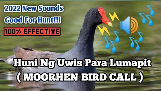 HUNI NG IBONG UWIS PARA LUMAPIT | MOORHEN BIRD SOUNDS | WITH FIGHTING  CALL