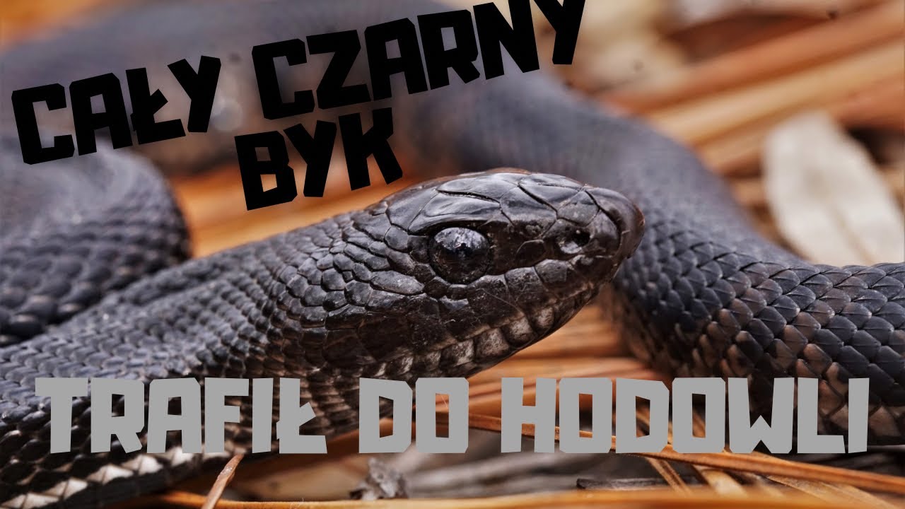 ‼️😱NOWY GATUNEK WĘŻA BYCZEGO W HODOWLI 💀‼️