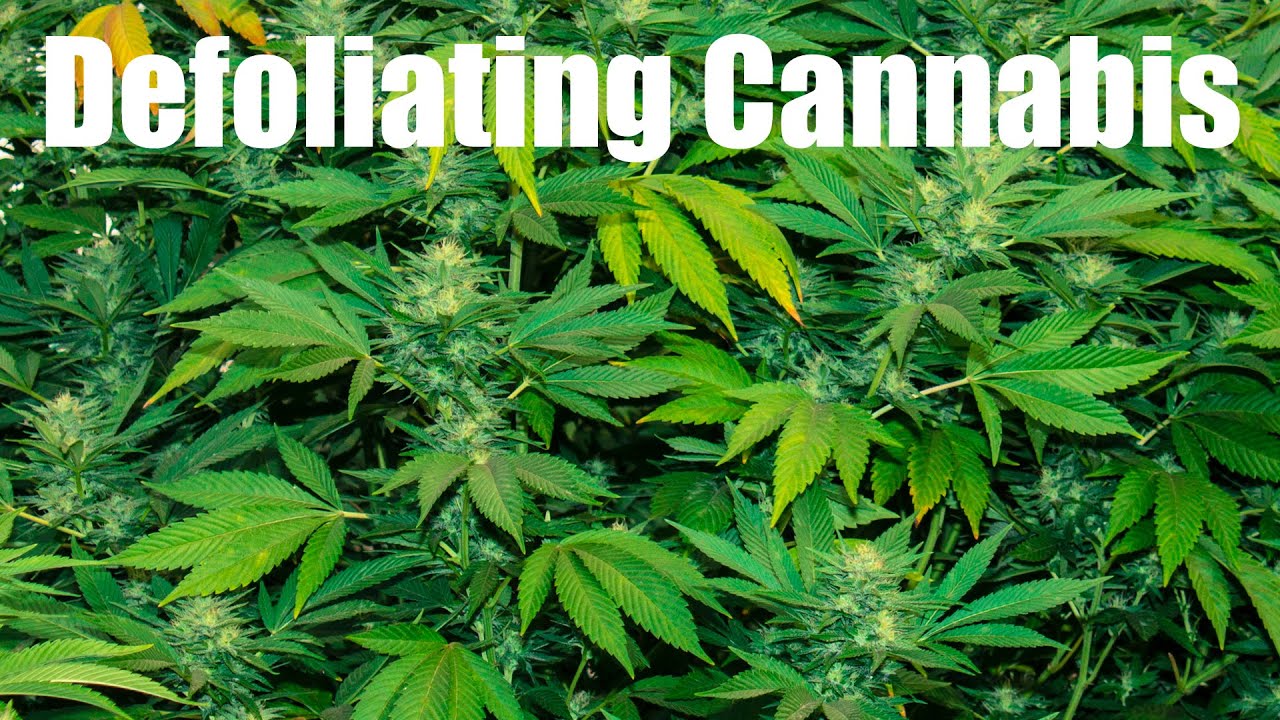 How & Why to Defoliate Cannabis Leaves