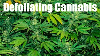 How & Why to Defoliate Cannabis Leaves