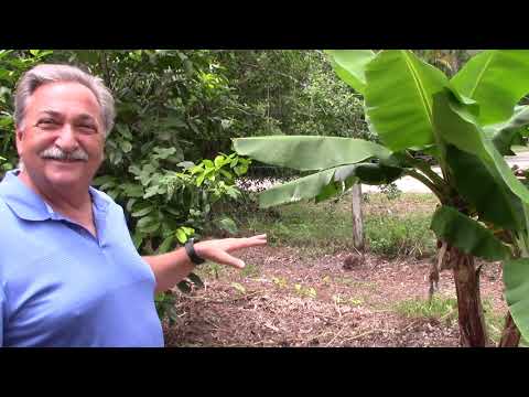This Amazing Fruit Tree Paradise Part 1