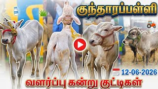 12-06-2026 kundarapalli Friday Bull market Krishnagiri district வளர்ப்பு கன்று குட்டிகள் #tn24