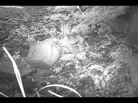 camera iphone 8 plus apk WildTees otters