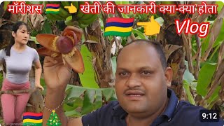 Mauritius 🇲🇺 Kheti Kya Hoti Hai Sabse Jyada खेती के बारे में बताता हूं मॉरीशस| Vegetable मॉरीशस 👈