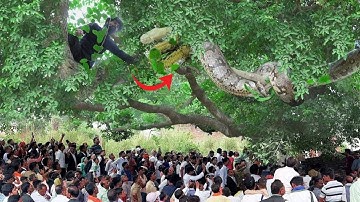 "पेड़ पर दिखा दानव जैसा अजगर😱🐍! देखिए कैसे हुआ दिल दहला देने वाला रेस्क्यू! 😨 ” Murliwale Hausla