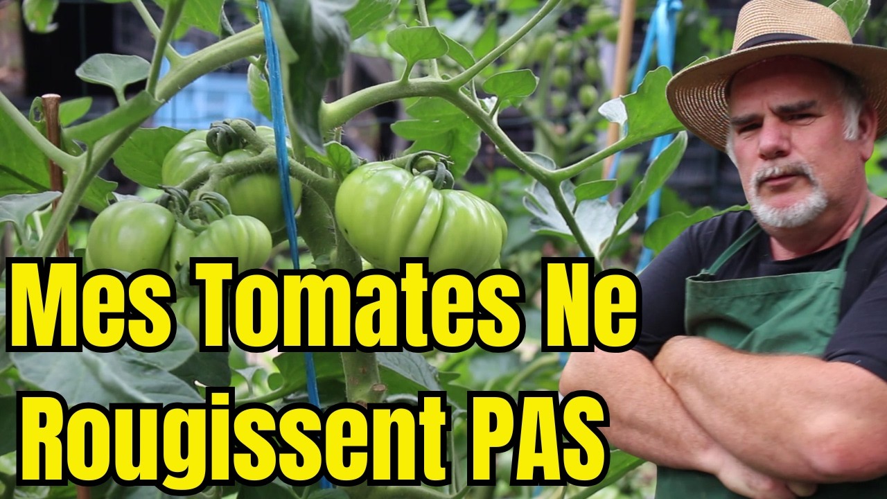 URGENT : Mes Tomates SONT VERTES ! Pourquoi et Comment les Faire Mûrir VITE ?