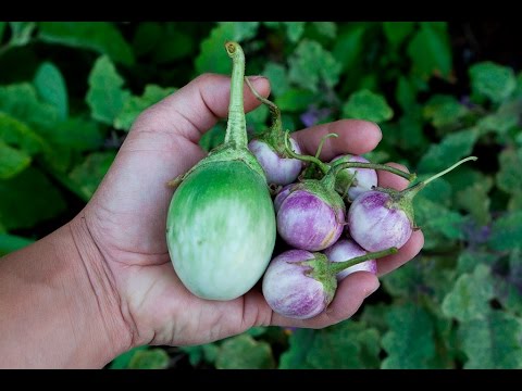 அறுவடை: தாய் கத்தரிக்காய் (லாவெண்டர் தவளை முட்டை & சாவ் பிரயா)