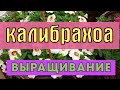 Черенкуем калибрахоа.  Болезни, вредители, говорим о выращивании.