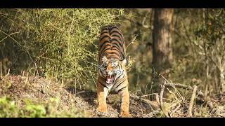 Roaring Tiger || Bengal Tiger by Exploring Universe 14 views 2 years ago 22 seconds