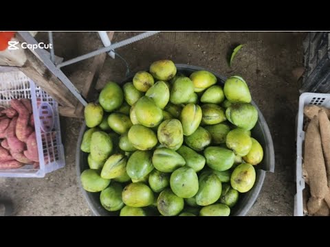 Kakaibang Mangga ito MAy Biyak Babae Daw #MARGIE TV