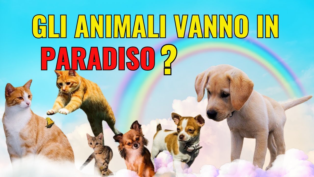 Esperienza di connessione divina. Gli animali vanno in Paradiso - YouTube