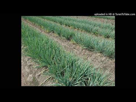 【蔥、蒜、薑、韭】20181115-粉蔥色澤要黑一點，要用吊青還是鐵定美？(附圖