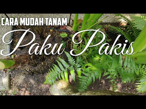 Video: Pakis. Bunga untuk rumah dan taman