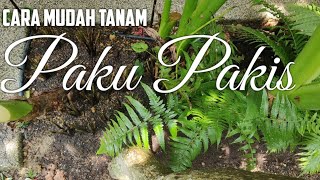 Tips Tanam dan Penjagaan POKOK PAKU PAKIS Sebagai Pokok Landskap dan Sayuran