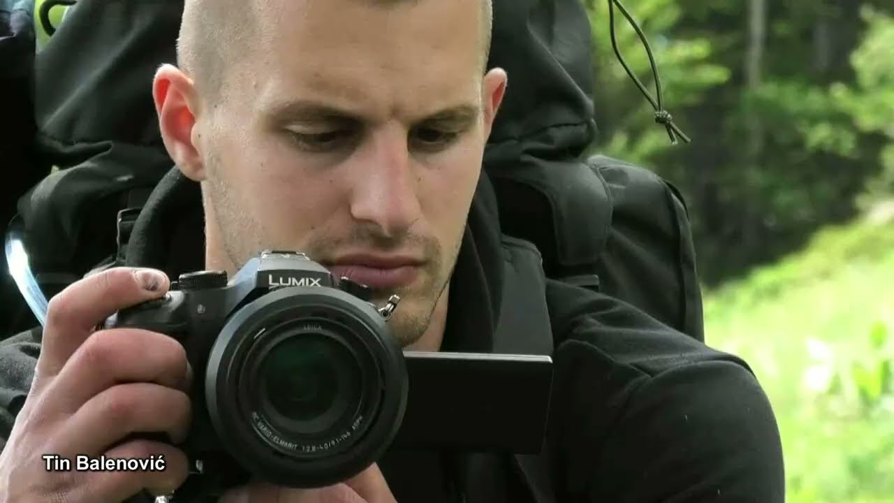 Brown Bear Encounter | Medvjed | Velebit Croatia