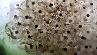 Dr Colin's Tadpole Cam - Day 1