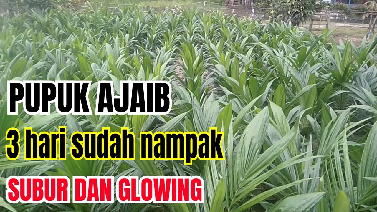Cara pemupukan bibit sawit agar cepat besar dan tumbuh subur