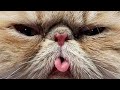 ► Un chat farceur ! (prank with cats)