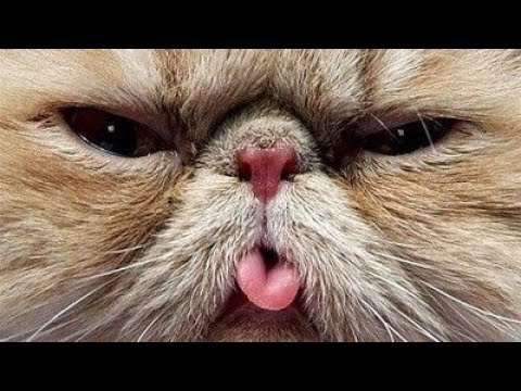 ► Un chat farceur ! (prank with cats)
