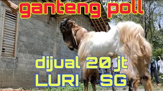 PEJANTAN KEPALA MERAH TRAH SAWUNGGALIH || DIJUALL!!!!