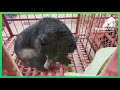 The last bears in Lang Son rescued by Animals Asia