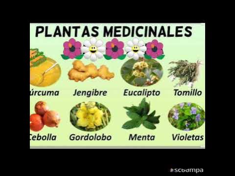 PLANTAS MEDICINALES. 4°A - thptnganamst.edu.vn