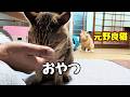 【元野良猫】に家猫生活 見せてみた
