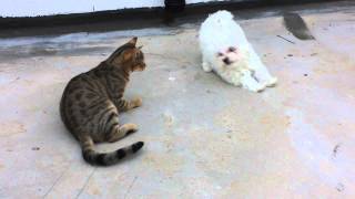 Puppy maltese and cat playing