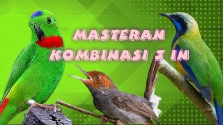 MASTERAN SERINDIT | PRENJAK BETINA | CUCAK CUNGKOK