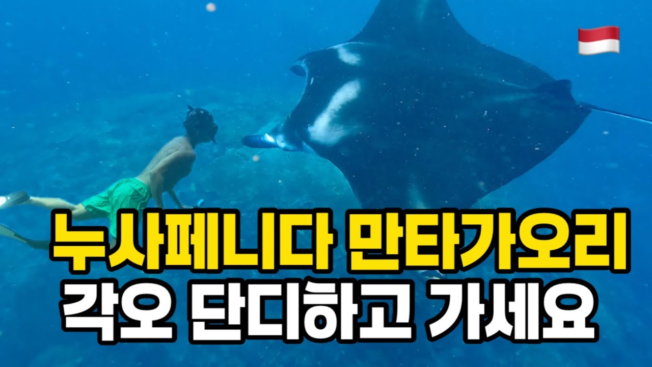 [발리ep1🇮🇩] 누사페니다 만타 가오리 투어 정복!! 꿀팁 전수!