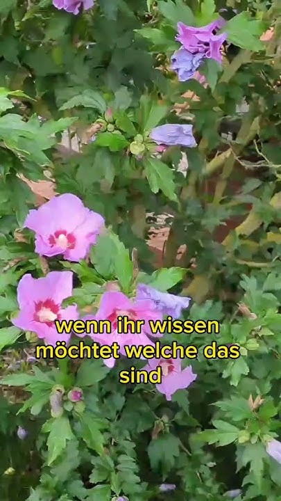 Das würde ich beim Hibiskus nicht machen! garten gartenarbeit 