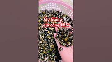 ✅ Ốc Giống vụ 2025 giá công khai 3 triệu/vạn #ocgiong Miền Trung (Thanh Hóa) 0989832243 #giathuysan