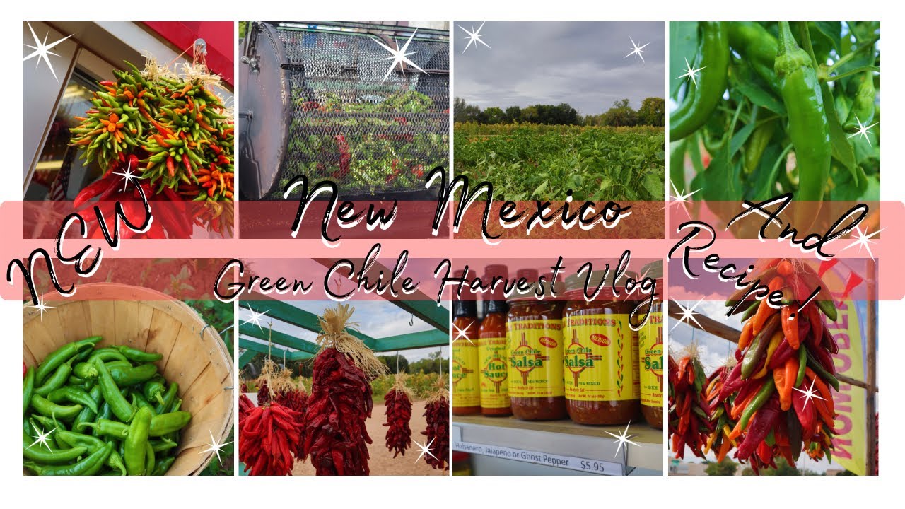 *NEW* New Mexico Green Chile Harvest Vlog 2021 YouTube
