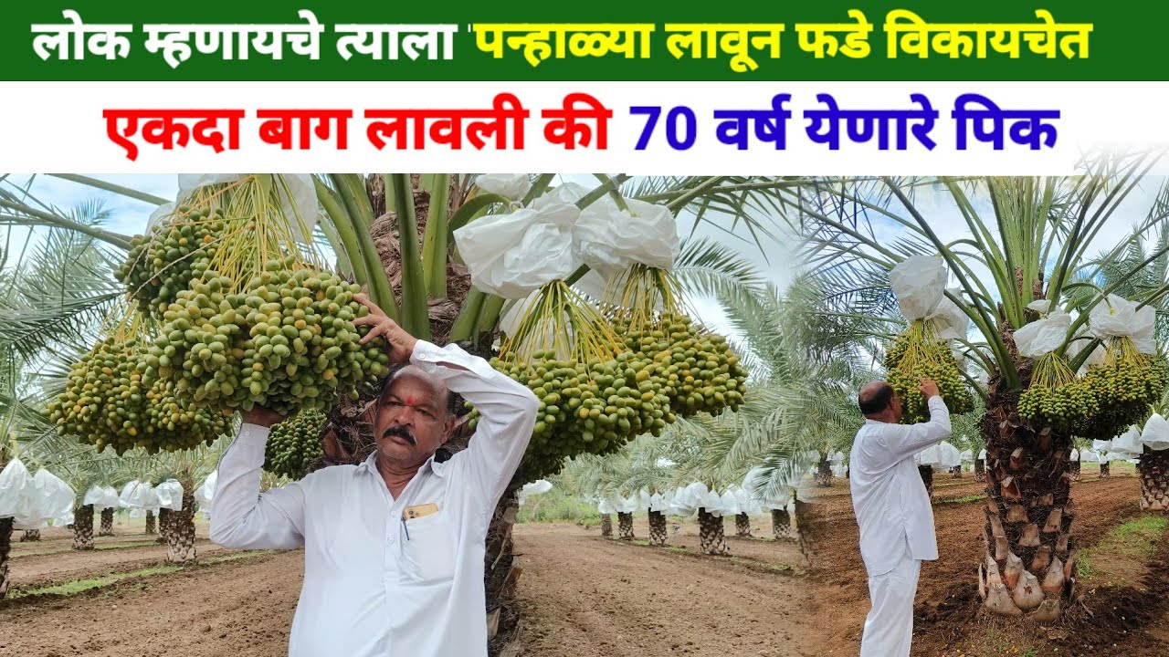 तीन एकर जमिनीत 180 खजुराची झाड | 25 लाख वार्षिक उत्पन्न | khajur sheti | खजूर लागवड