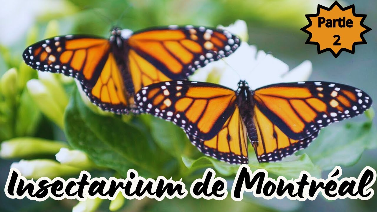 Quebec Insectarium 🦋 Partie2 🦋🦋Insectarium de Montréal,Québec,Canada2024🦋🦋عالم الحشرات 🦋🦋 ...