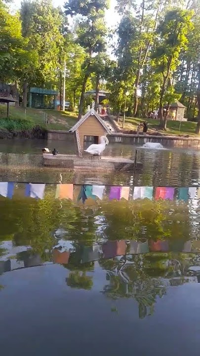 Лебедь парк катамаран #swan - YouTube