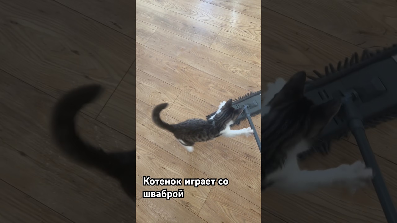 Котенок играет со шваброй | Kitten playing with mop