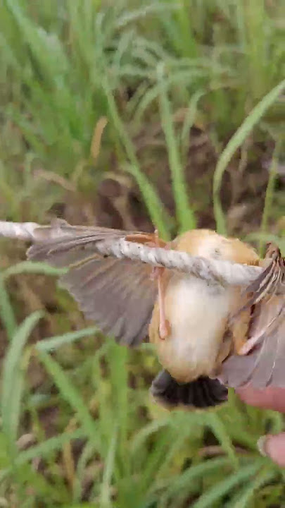 wow cantik burung cici padi merah suara kayak kucing,,