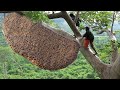 Primitive technology amazing catch a giant honeybee for food on the big tree