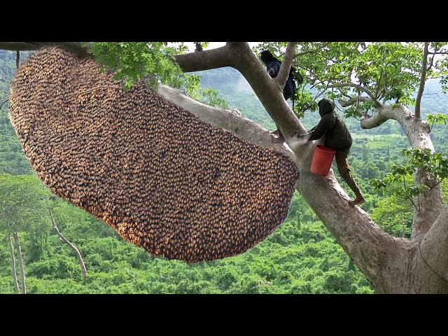 Primitive Technology: Amazing Catch A Giant HoneyBee For Food On The Big Tree class=