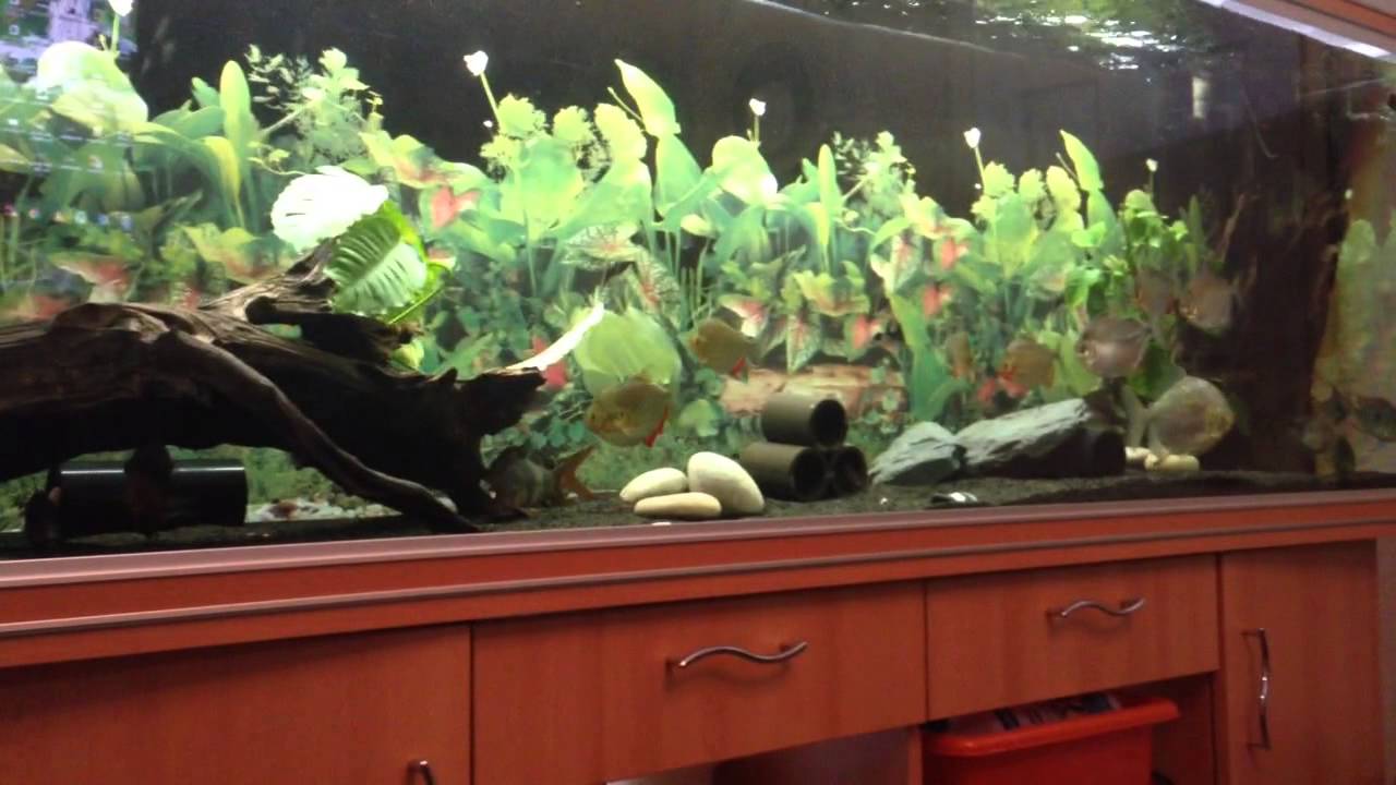 Myleus rubripinnis luna