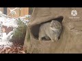 ｽﾘｽﾘｽﾘｽﾘ ( マヌルネコ ロータス 埼玉県こども動物自然公園 2023.02 )