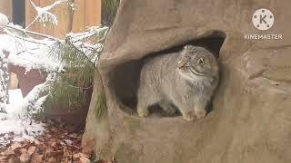 ｽﾘｽﾘｽﾘｽﾘ ( マヌルネコ ロータス 埼玉県こども動物自然公園 2023.02 )