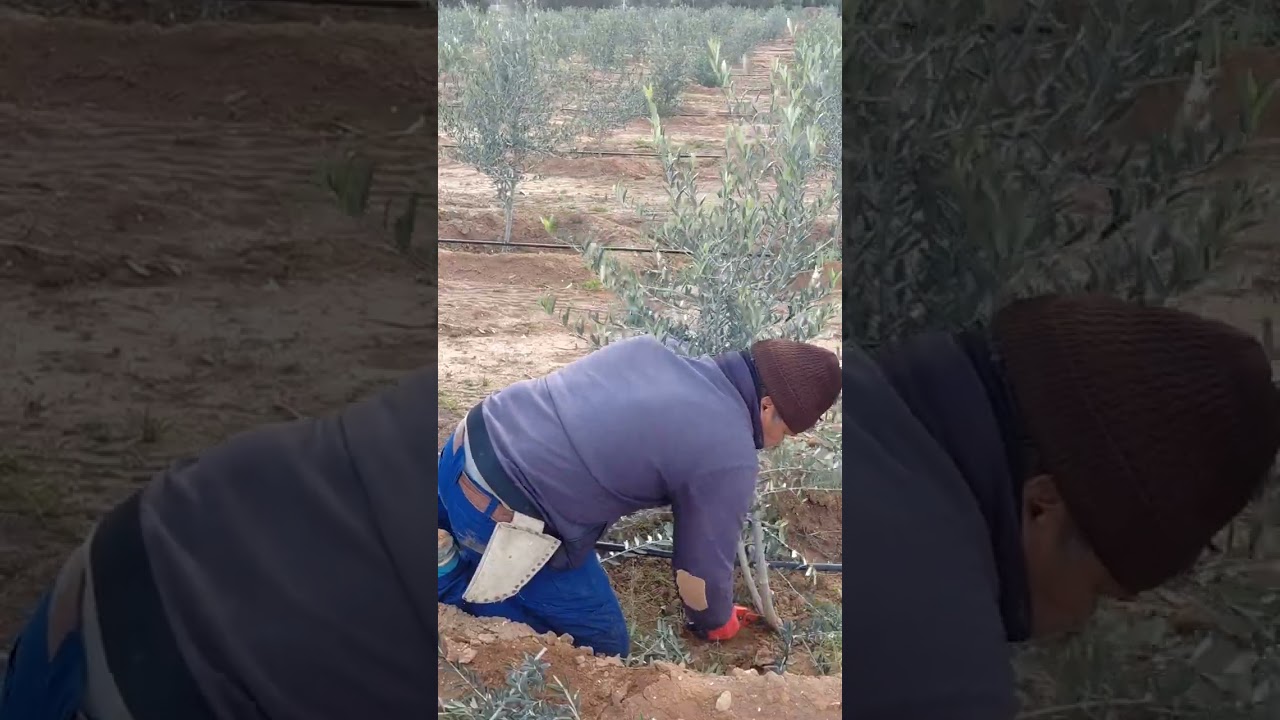 كيفاش تعامل مع تقليم شجره الزيتون