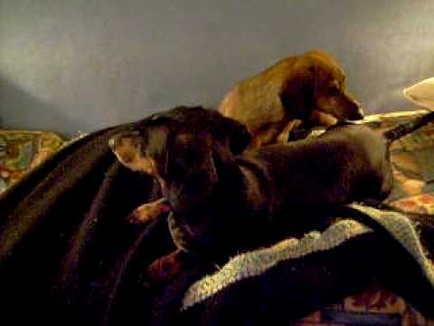 Ginger kissing Zorro