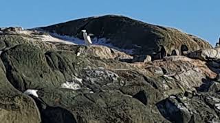 balade des pingouins sur la montagne